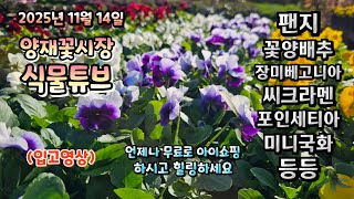 양재꽃시장 식물튜브 25년 11월 14일 입고식물 시청 하시면서 힐링타임 되세요~ #양재꽃시장 #식물튜브 #…