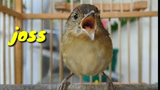 Download lagu Burung Flamboyan Gacor Ngebren Rapat cocok buat Masteran dan Pancingan mp3 Download lagu Burung Flamboyan Gacor Ngebren Rapat cocok buat Masteran dan Pancingan mp3