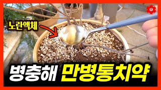 이 비료 한 숟가락 만으로 다 사라집니다, 놀라운 결과를 확인하세요ㅣ나만 알고싶은 최고의 예방법ㅣ하지만 이렇…