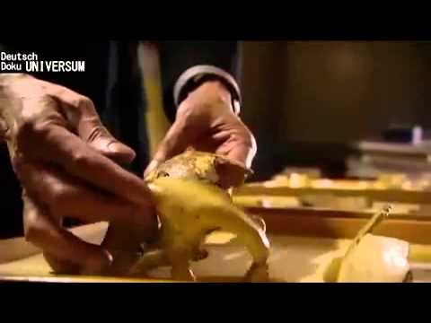 Der Neandertaler Teil 1