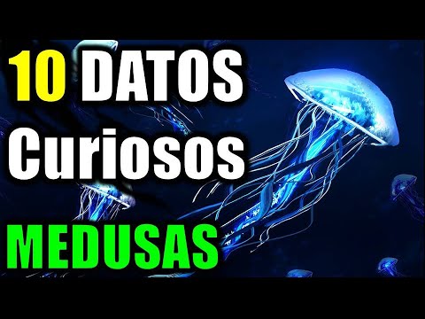 10 Datos Curiosos de las Medusas de Mar - ¿En verdad son tan peligrosas?