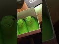 Foodreview Of Peeps Sour Watermelon