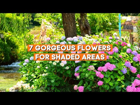 7 Gorgeous Flowers for Shaded Areas 🌼✨ // Shade Loving Summer Plants ☀️