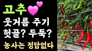 고추???? 웃거름주기는 헛골? 두둑? ???? 농사는 정답없다 ???? 