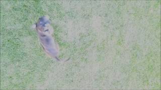Dog vs Drone