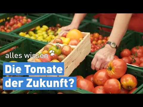 Nachhaltiger Tomatenanbau ohne Gewächshaus I alles wissen