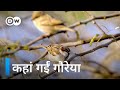 Now why do we not see sparrows around us [Safe haven for sparrows in Delhi]