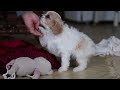 Cavapoo dogs for sale: Robin - Video 1