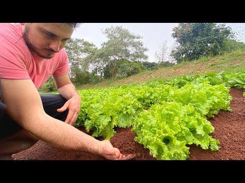 COMO PREPARAR O SOLO PARA HORTA | Passo a passo