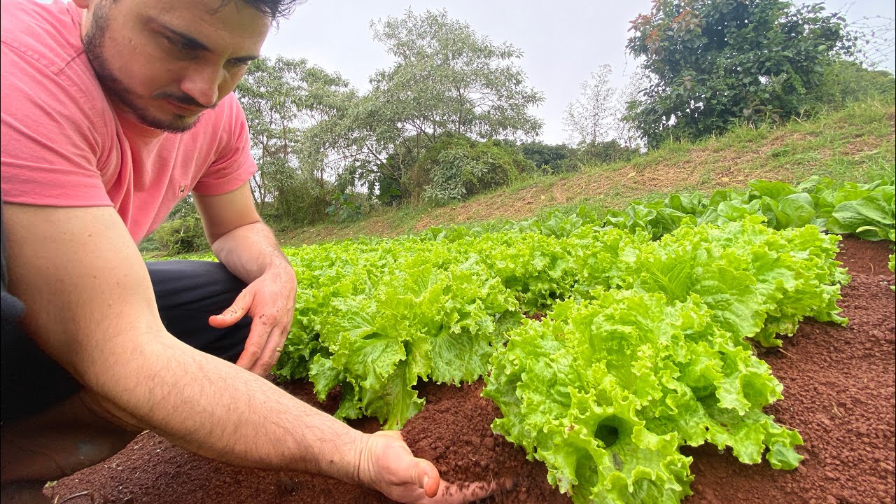 COMO PREPARAR O SOLO PARA HORTA | Passo a passo