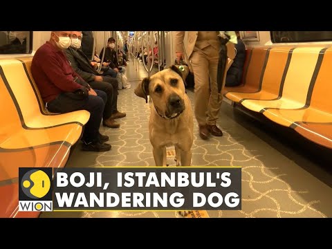 This Wandering Dog Loves Long Journeys by Public Transport