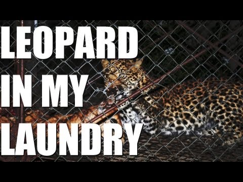 Fieldsports Britain – Hunting oryx and a leopard in the laundry, episode 130 Fieldsports Britain – Hunting oryx and a leopard in the laundry, episode 130