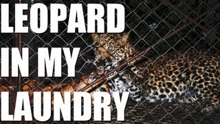 Fieldsports Britain – Hunting oryx and a leopard in the (episode 130)
