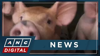 Bureau of Animal Industry endorses use of Avac vaccine to counter African Swine Fever | ANC