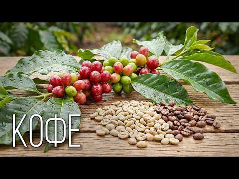 Coffee: Black Gold | Interesting Facts About Coffee