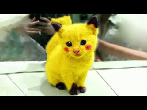 Try Not To Laugh - Funniest Cat Videos on the Planet #137 - Best Funny Animals Videos