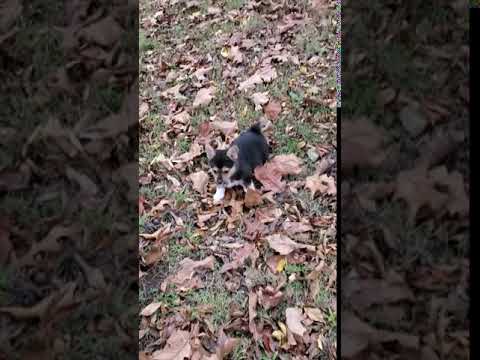 Buddie loves playing in the fall leaves