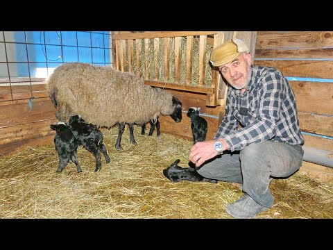 Čudo neviđeno, ovca ojanjila petero janjadi