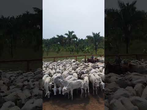 Fazenda de 1.162 alqueires em Recursolândia - TO