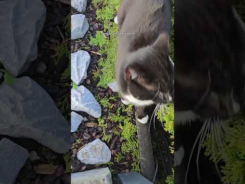 Der Kampf der Katzen