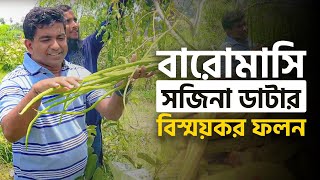 বারোমাসি সজিনা ডাটার বিস্ময়কর ফলন - Year Round Drumstick/Moringa