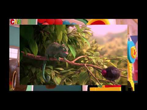 Our wonderful nature - the common chameleon