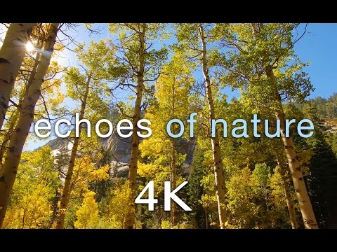 [4K] "Echoes of Nature" A 2 Minute Relaxation Video (ft. Travis Revell) 432HZ
