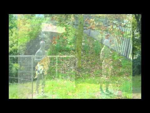 Pascal Kimoon      -      Mont Klamott      (Silly Cover)