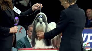 World Dog Show 2026 Grup 9: Mengenal Anjing Pendamping dalam Sistem FCI