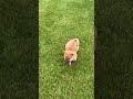 Shiba Inu dogs for sale: Olive - Video 1