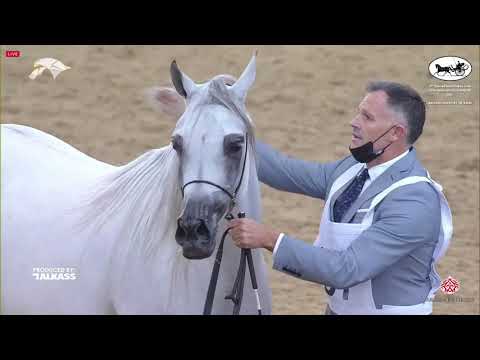 N.207 ZUHOUR AL SHAHANIA - 9th Qatar National AHS for Individual Owners - Mares 4-6 Years Old (C...