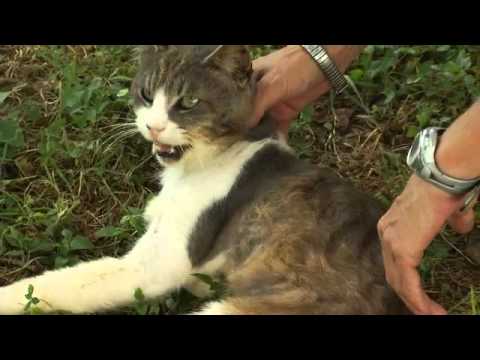 Stray Cats Causing Heated Problem for Neighbors- Christina Coleman