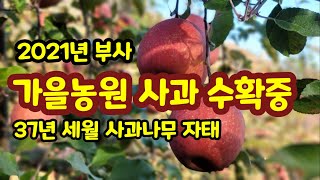 가을농원 사과 수확 2021년 부사 [사과재배]