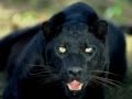 Black Magic Woman - Deep Purple 