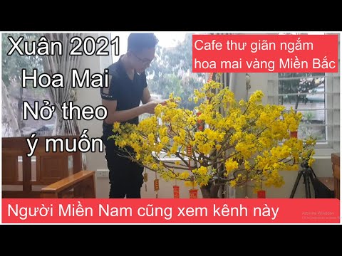 🔴 QBS2121 - Cafe thư giãn ngắm hoa mai vàng Miền Bắc xuân 2021 || Xả tàn và phân thuốc cho mai
