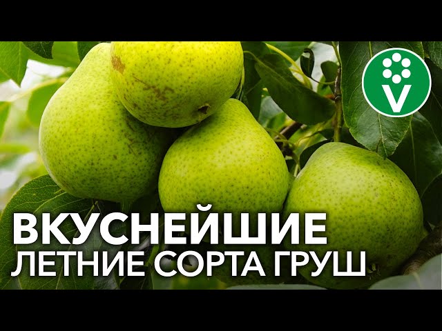 САМЫЕ СЛАДКИЕ И СОЧНЫЕ СОРТА ЛЕТНИХ ГРУШ