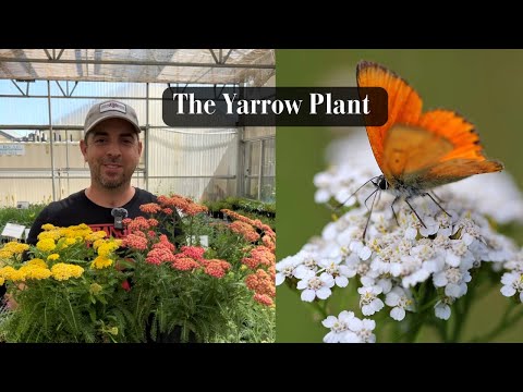 The Yarrow Plant