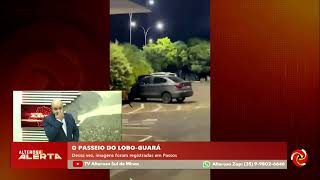 Lobo-guará é flagrado em Passos