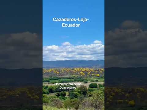 Vamos al tour 0982182464 Florecimiento de Los Guayacanes