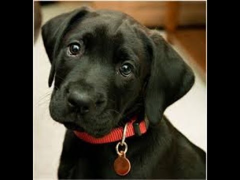 Labrador Compilation - Cute and Funny #5
