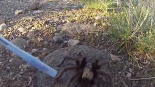 preview picture of video 'Big Tarantula on Little Mountain'