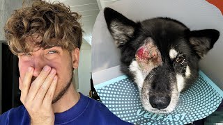 What happened to my dog Lark...