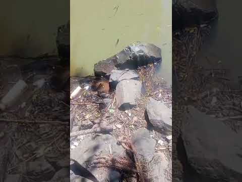 preserve a natureza cachoeira centro de Chopinzinho-PR 02/26