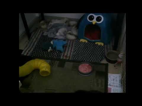 Bonsai Ahma Live-stream 2019