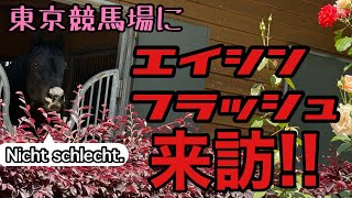 エイシンフラッシュ来訪!! 癒しの3分をお届け!!