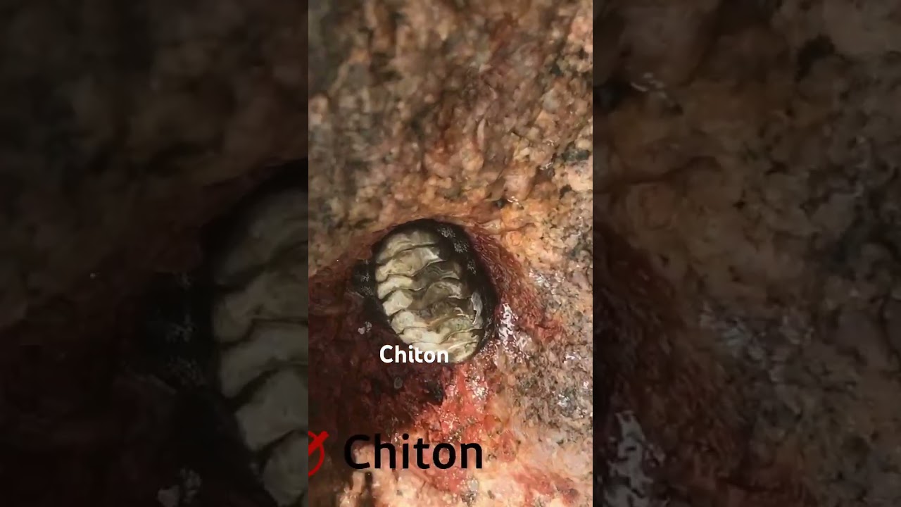 Searching Chiton | U.M. Luthfi BSc (Hons), MPhil (R)