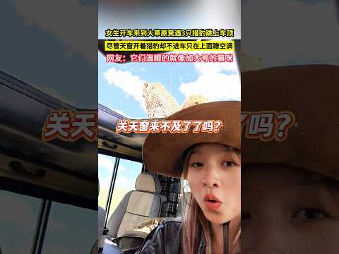 女生開車來到大草原竟遇3只獵豹跳上車頂，儘管天窗開著獵豹卻不進車只在上面蹭空調，網友：它們溫順的就像加大號的貓咪！#shorts