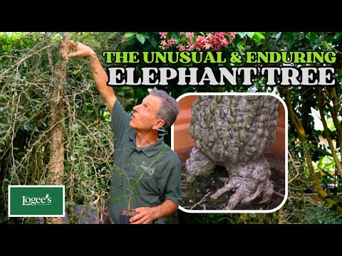 The Elephant Tree - A Unique & Enduring Addition to Any Plant Collection
