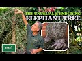 The Elephant Tree - A Unique & Enduring Addition to Any Plant Collection
