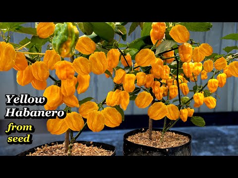 Growing Yellow Habanero Peppers from Seed - Step by Step